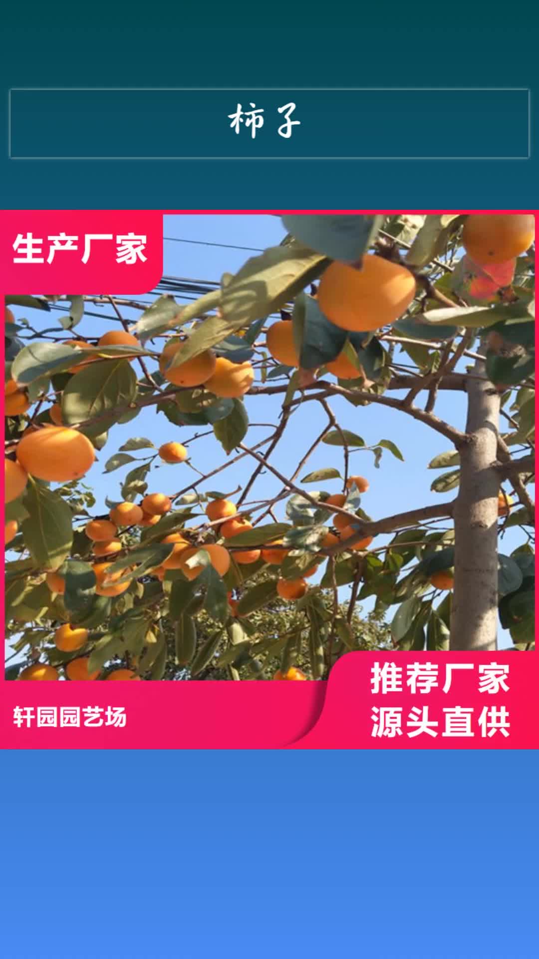 崇左【柿子】桃树苗严格把控每一处细节