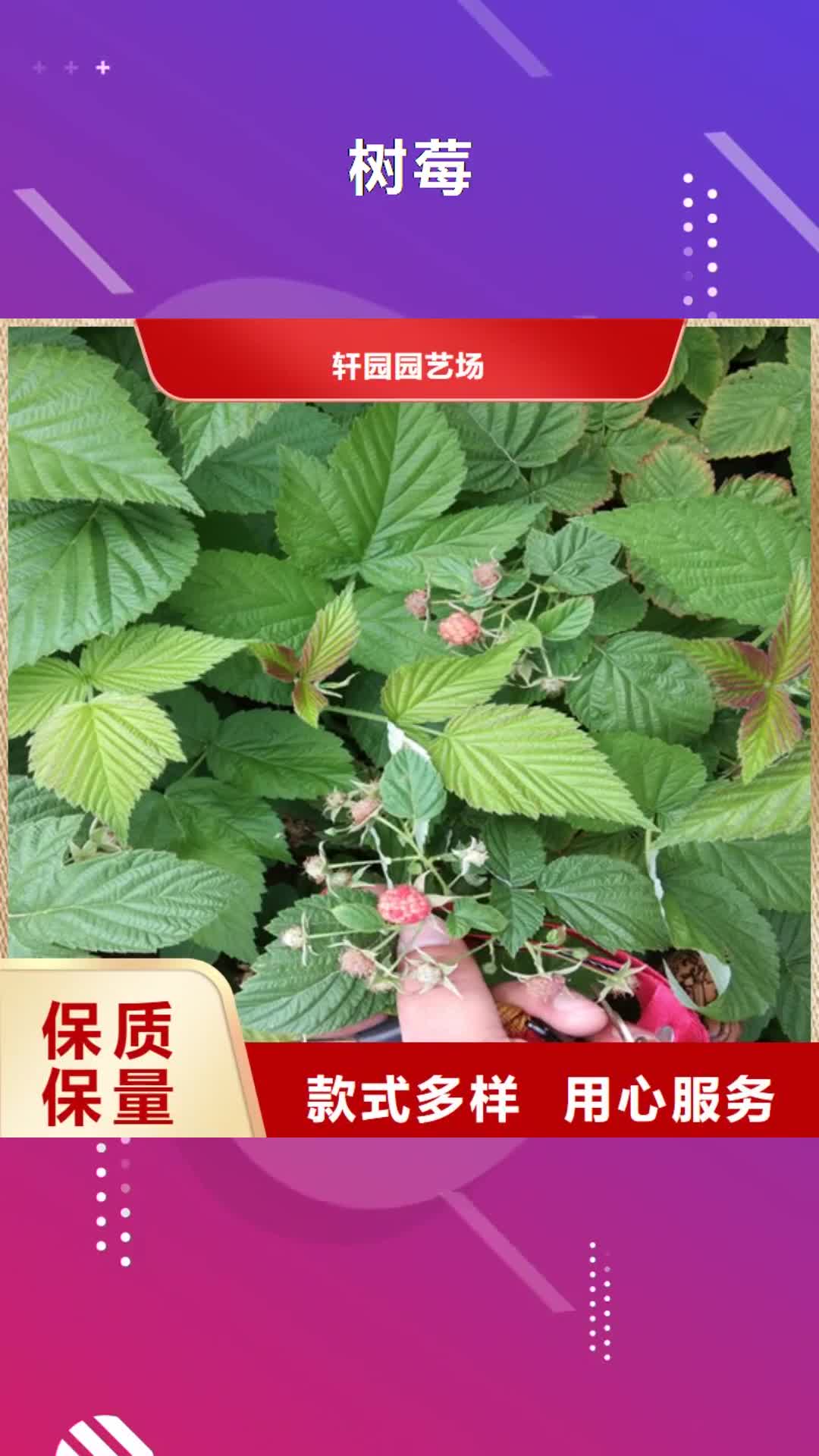 湖北【树莓】苹果苗批发货源