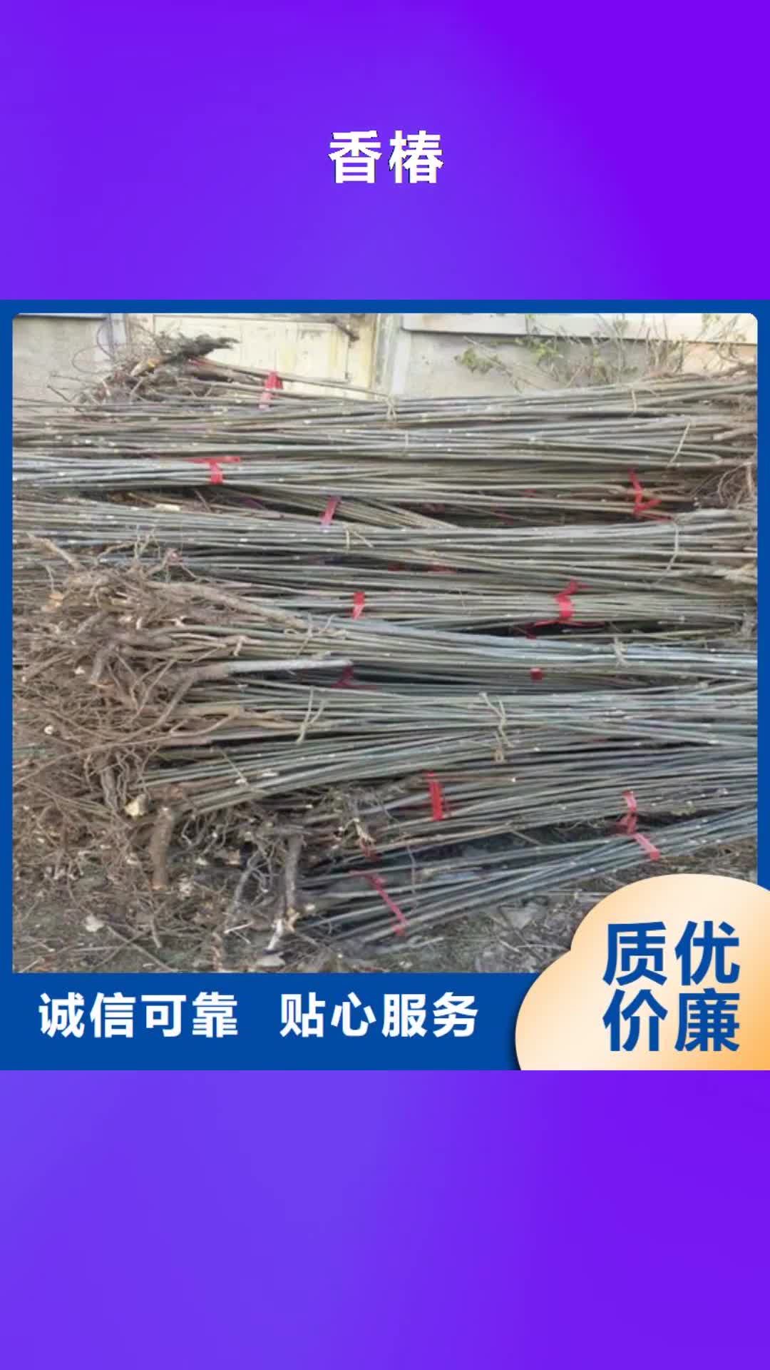 【山西 香椿-苹果苗多年行业经验】