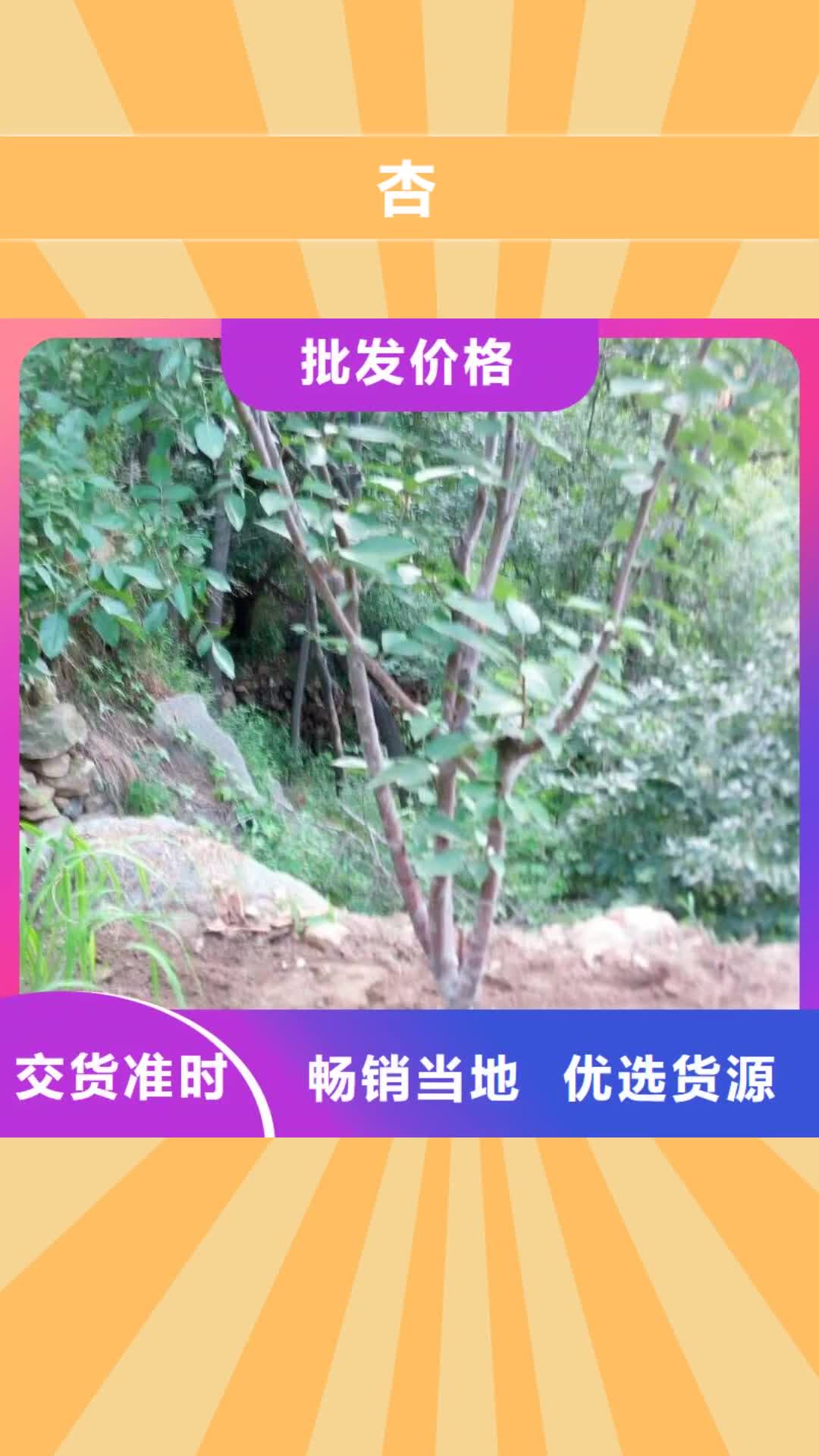马鞍山 杏【桃树苗】精工打造