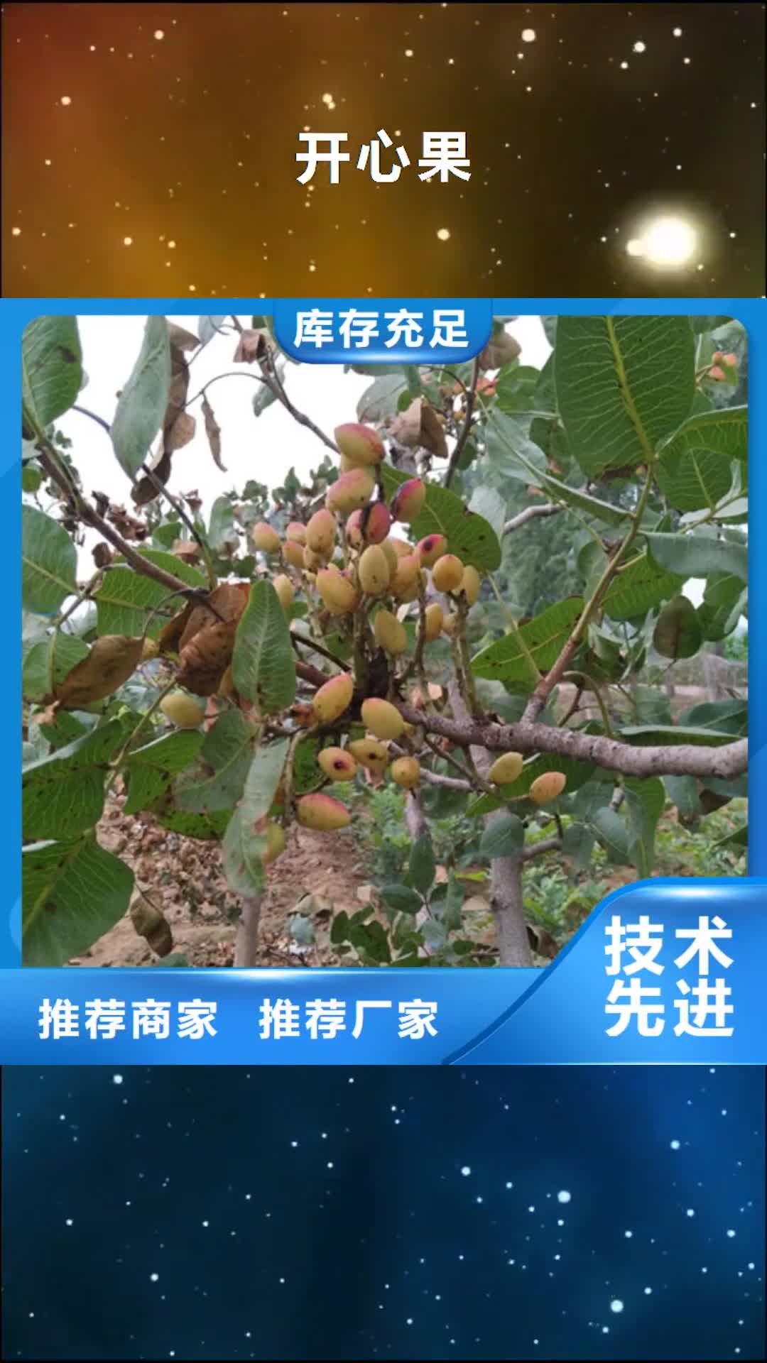 【阜新 开心果_【蓝莓苗】多行业适用】