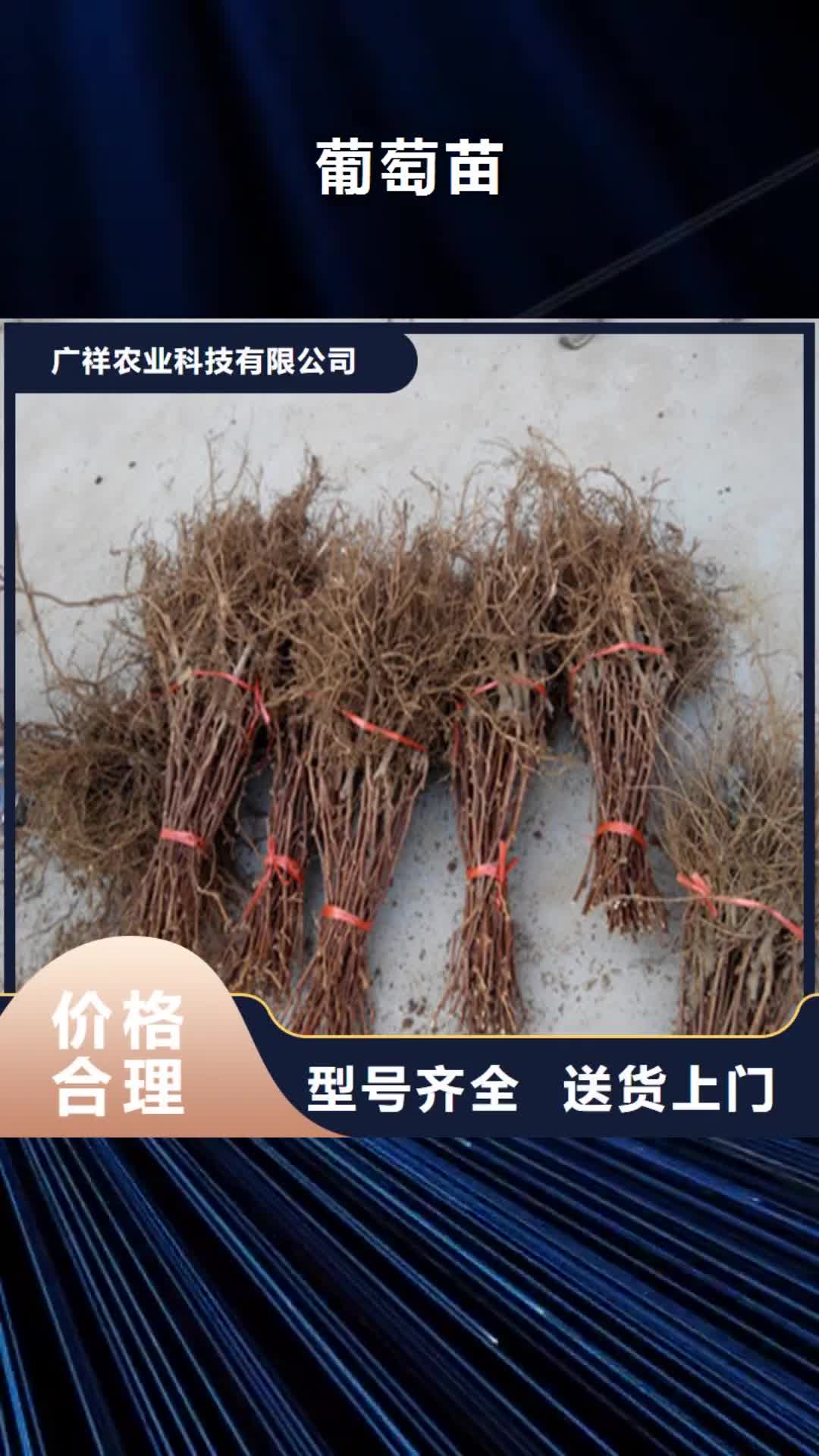 【红河 葡萄苗,梨树苗精工细作品质优良】