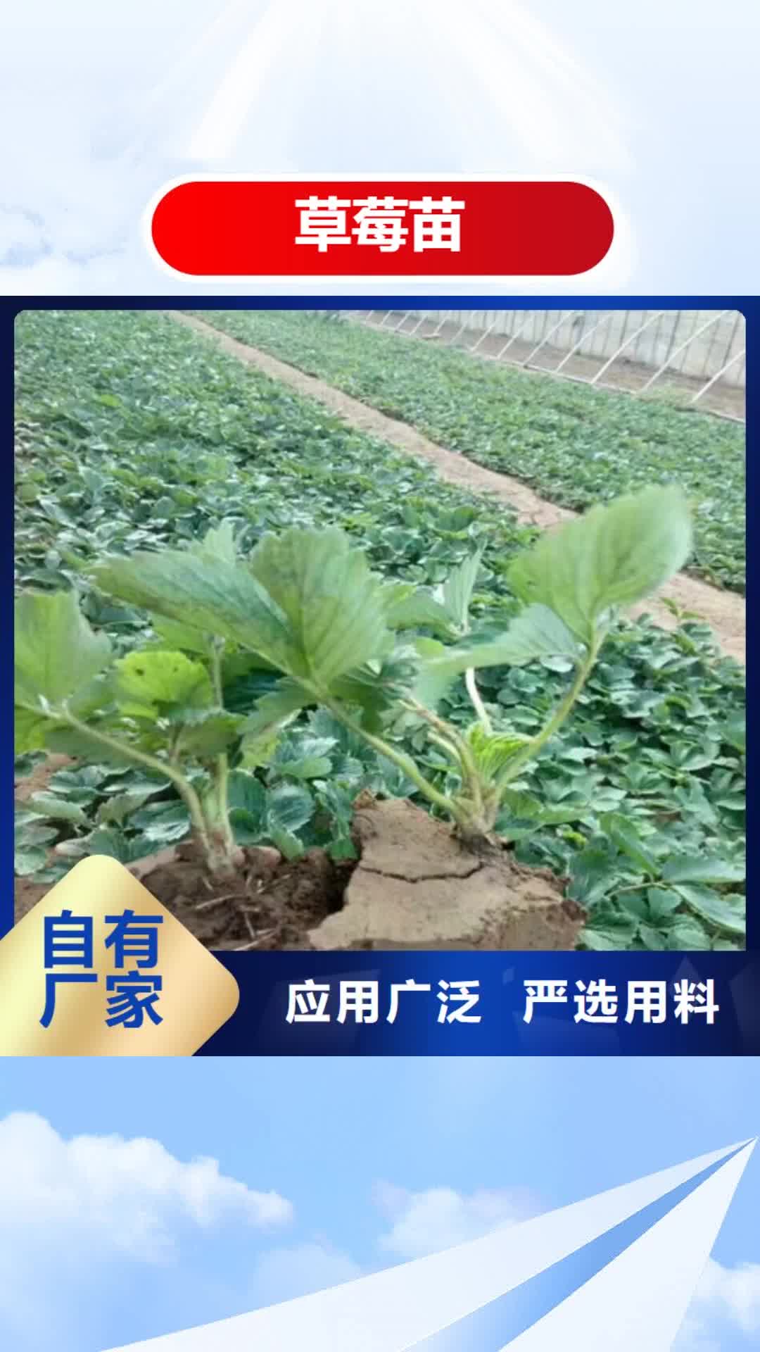 西藏【草莓苗】_大棚草莓苗支持定制
