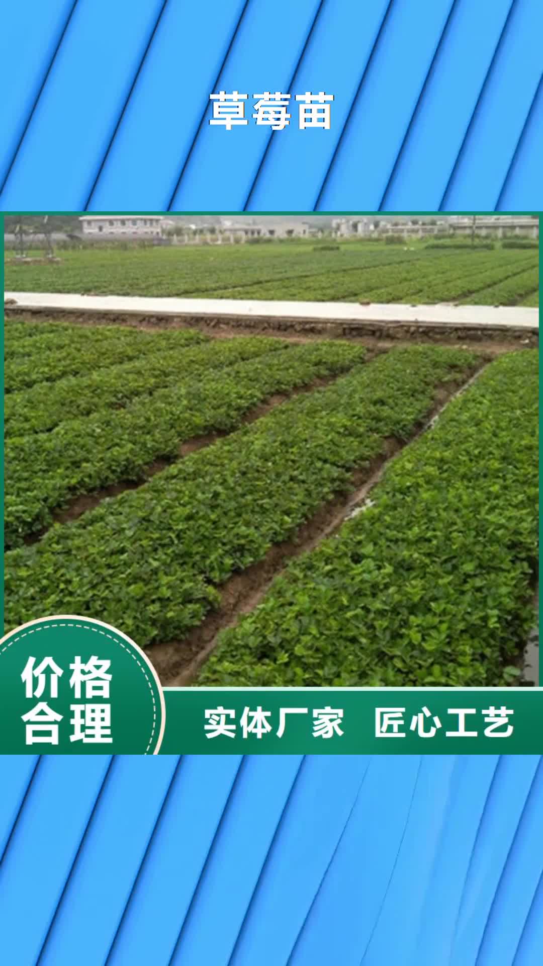 开封 草莓苗,【大棚草莓苗】注重细节
