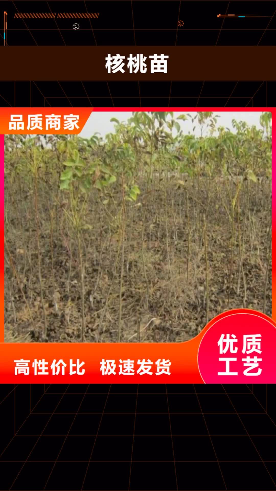 【葫芦岛 核桃苗草莓苗价格精益求精】
