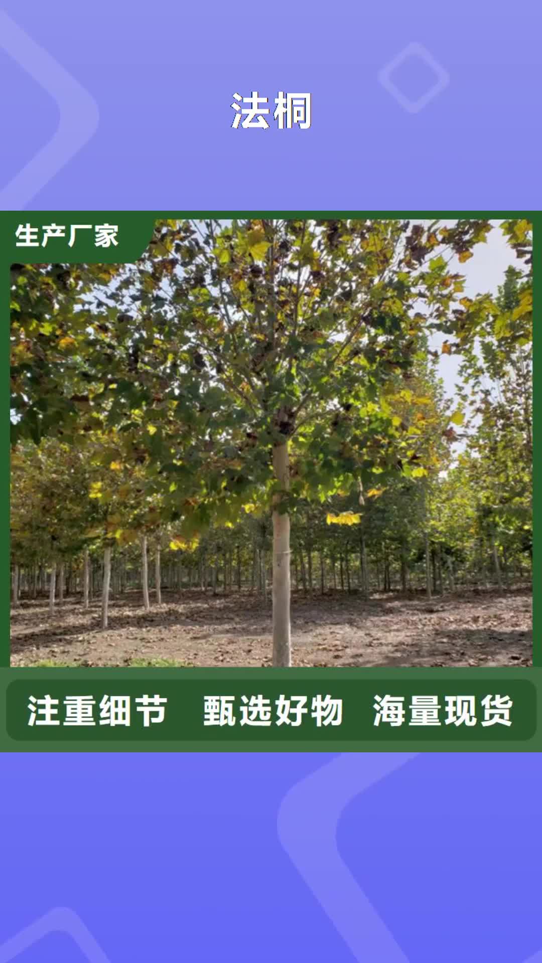巴中 法桐-【金叶白蜡】品牌大厂家