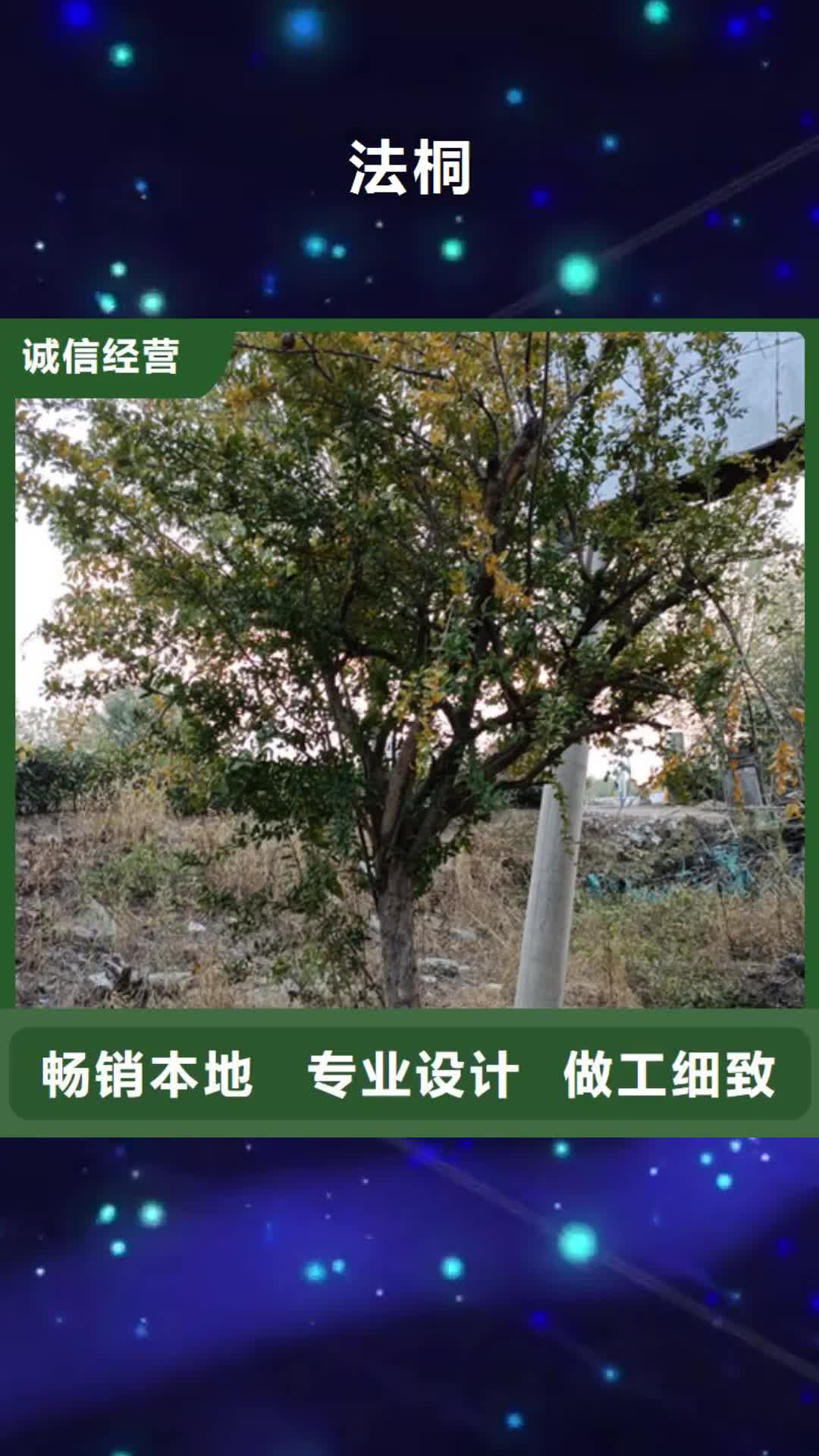 日照【法桐】,黄金槐销售的是诚信
