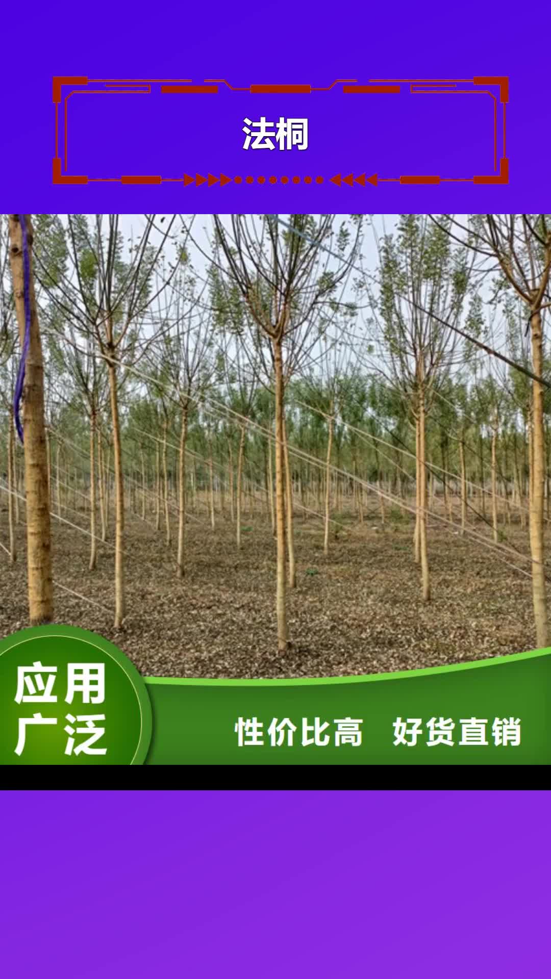 江门 法桐,【樱花】专注产品质量与服务