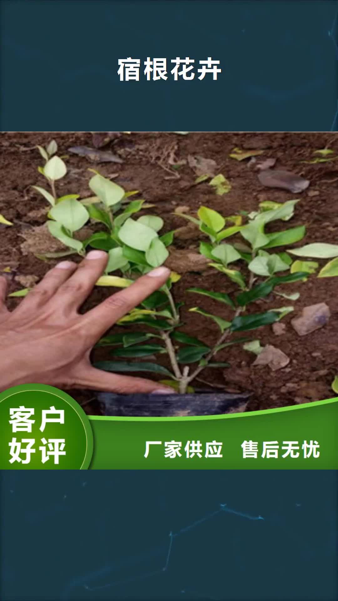 莱芜【宿根花卉】,时令花卉/绿化草花价格信誉至上