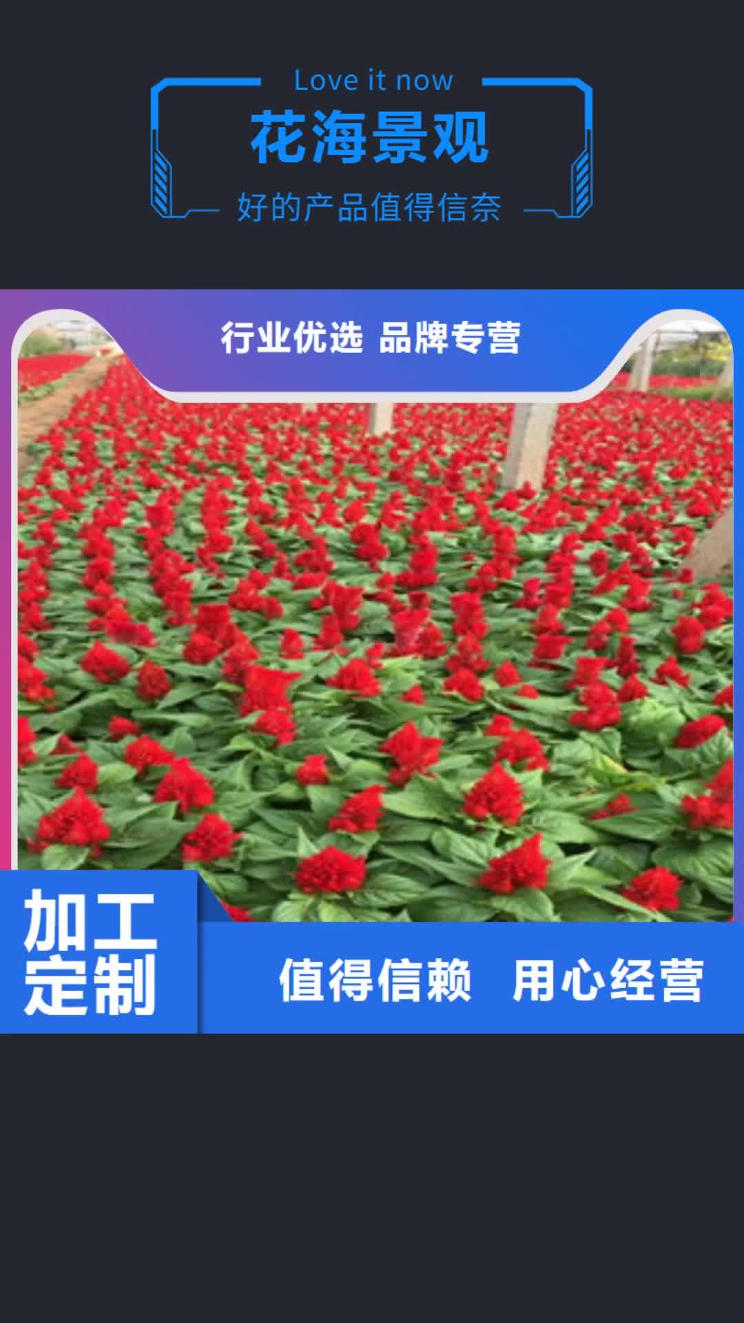宿迁【花海景观】宿根花卉基地 口碑好实力强