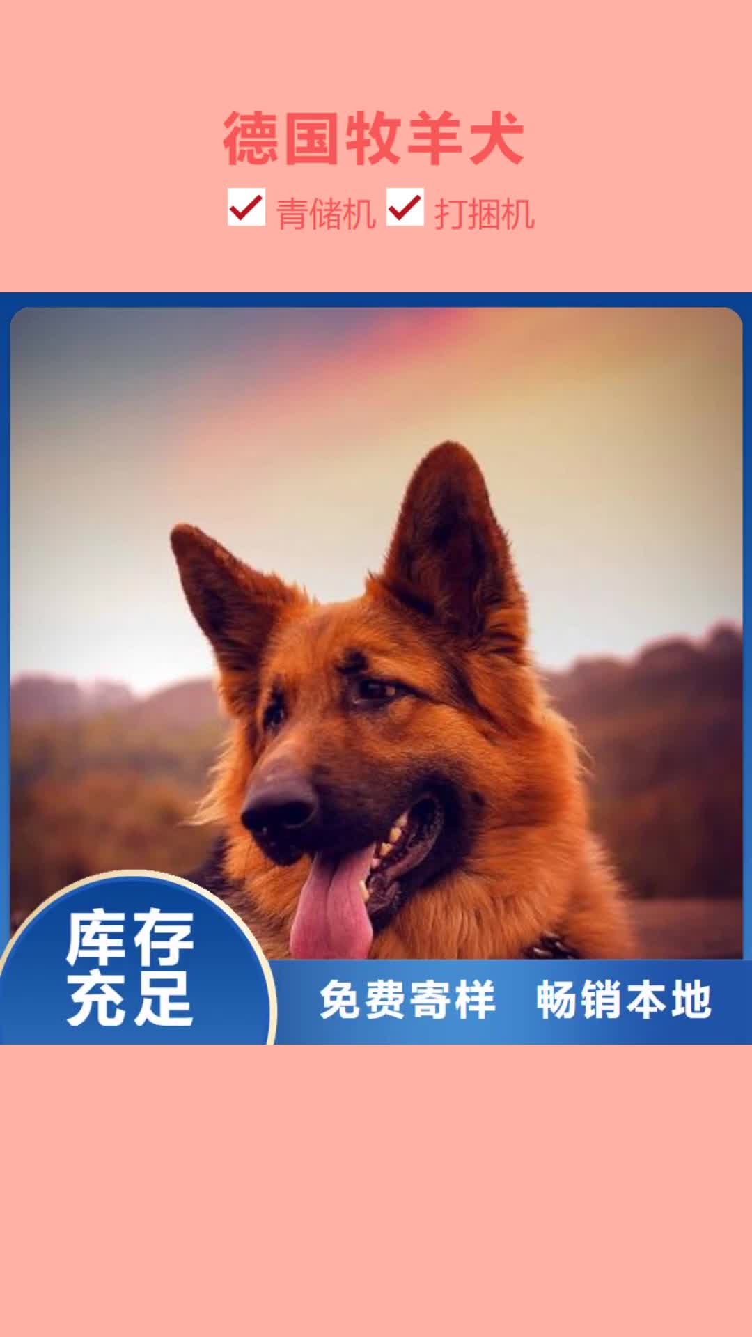 【澳门 德国牧羊犬_比特犬品质服务诚信为本】